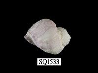 藏品(紫口珊瑚螺)的圖片